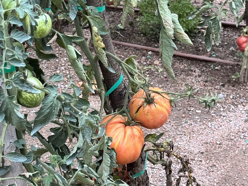 Regenerative Agriculture